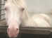 Must Sell, Sensible Offers Please. Arabian pb CREMELLO Stallion
