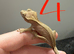 phantom Baby crested gecko