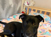 Needs rehoming as soon as possible as I'm moving house