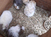 Female baby guineapigs