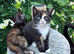 2 Sisters BSH mixed breed Kittens, with DELIVERY to your door if needed!