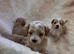 4 outstanding toy shihpoos