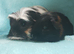 Beautiful pair of boys One is a corronet