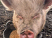 2 pigs free to good home