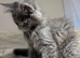 Available now! Last Two TICA Registered Maine Coon