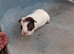 Male guinea pigs