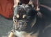 French Bulldog for sale