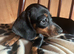 CHOCOLATE AND CREAM DACHSHUND PUPPY