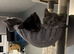 Sisters looking for new home