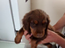 Working cocker spaniel puppies