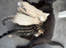 6-Month-Male-Bengal - Neutered, microchipped & Vaccinated