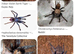 Indian Violet Earth Tiger Old World Tarantula