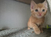 Ginger boys ready for new homes