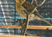 Canary