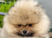 Pomeranian KC Registered Teddy Bear Boys – Cream Sable & Wolf Sable