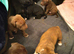 Staffy puppies