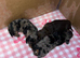 Miniature dachshund puppies