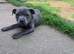 Blue KC registered Staffordshire bull terrier girls