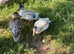 Call duck pair male and female