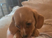 Dachshund mini x for sale