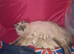 1 beautiful ragdoll boy ready to leave now