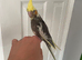 9 week hand reared cockatiel