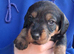 Wirehaired Dachshound/Teckel