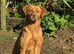 KC registered female Labrador