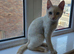 Cat for sale