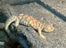 Ornate Uromastyx at Birmingham Reptiles