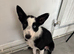 Border collie puppy