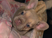 KC Registered French Bulldog Puppies