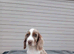 Cocker spaniel