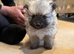 Teddy bear face puppy Pomeranian