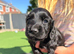 Working Cocker Spaniel Puppies