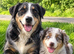 Gorgeous collie puppies