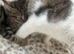 Beautiful Kittens