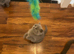 British shorthair kittens for sale