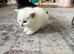Ragdoll x