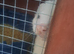 2 ferrets pet only