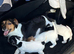 Jack Russell puppies