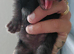 Domestic short hair kittens