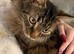Billy the tabby ragdoll
