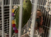 indian ringneck with cage