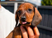 (1 GIRL LEFT ) 4 beautiful dachshund puppies LEFT for sale