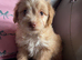 Cockapoo puppies