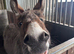 STUD Donkey