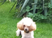 Poochi babies rare chihuahua x toy poodle puppies