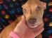 Female pup