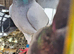Racing pigeons for sale